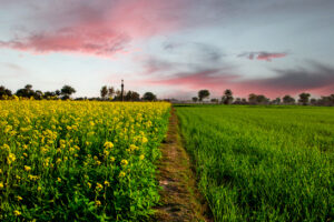 When Portfolio Companies Grow Overseas: Key Legal Issues for Investors