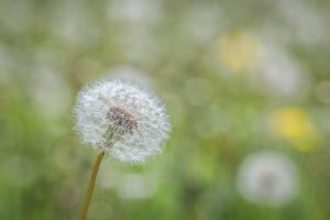 The Corporate Transparency Act: Are Rumors of Its Death Exaggerated?